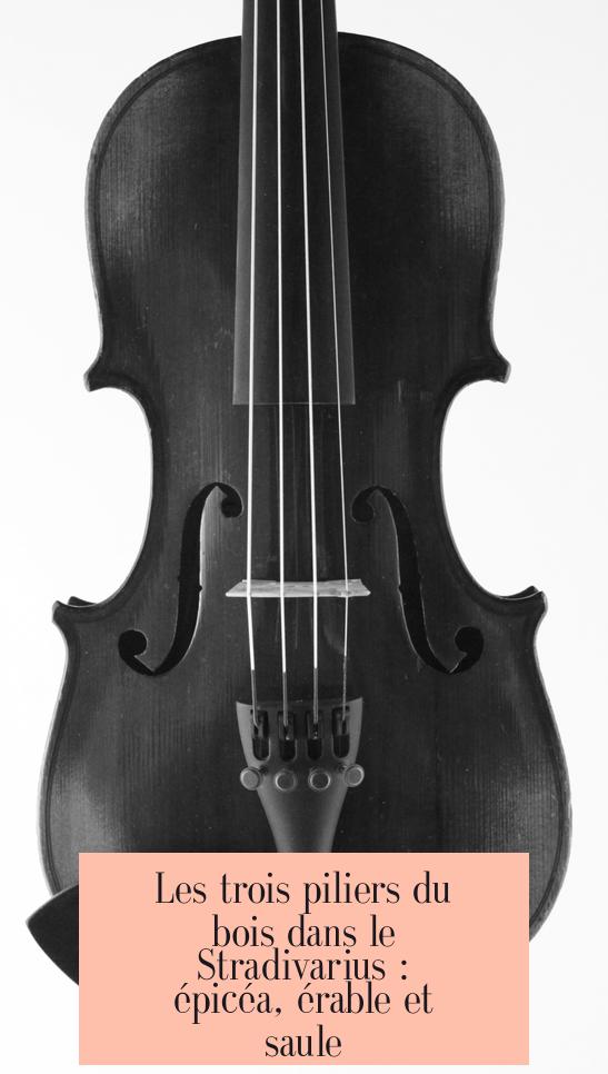Les trois piliers du bois dans le Stradivarius : épicéa, érable et saule